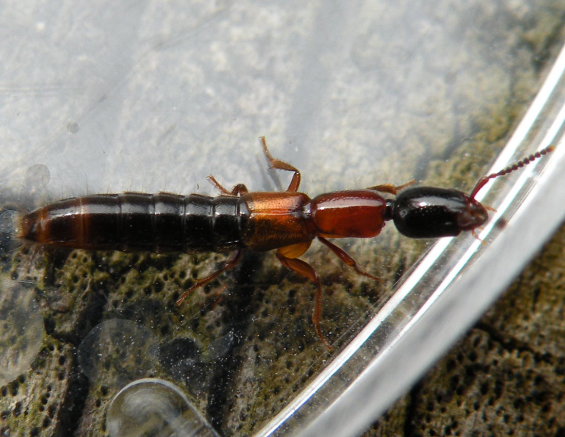 Staphylinidae sotto un sasso: Xantholinus sp?